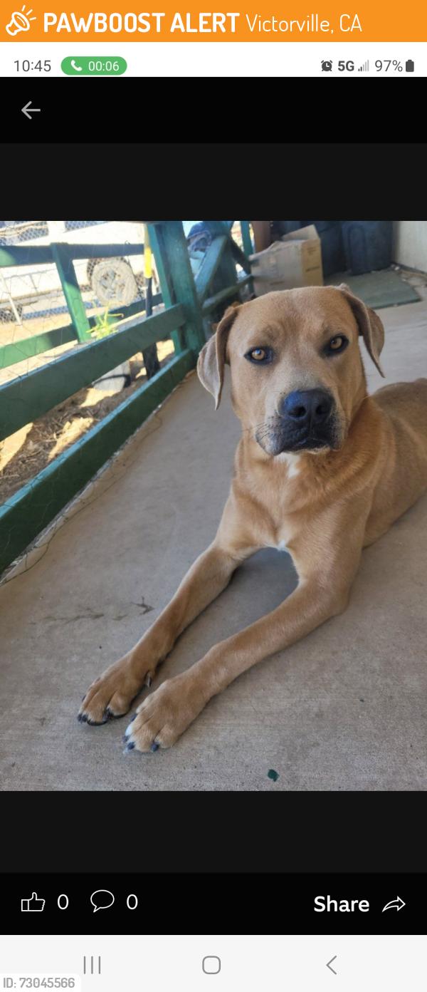 Found/Stray Male Dog last seen Corner of Joshua Court and Joshua Road, Victorville, Victorville, CA 92392