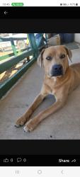 Found/Stray Male Dog last seen Corner of Joshua Court and Joshua Road, Victorville, Victorville, CA 92392