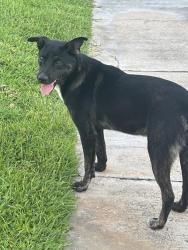 Found/Stray Male Dog last seen Bayclub, Corpus Christi, TX 78418