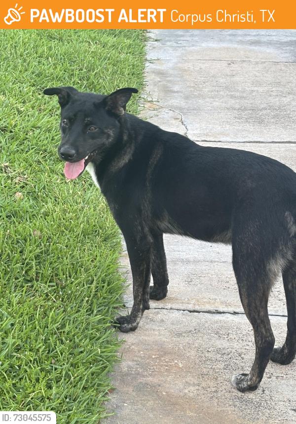 Found/Stray Male Dog last seen Bayclub, Corpus Christi, TX 78418