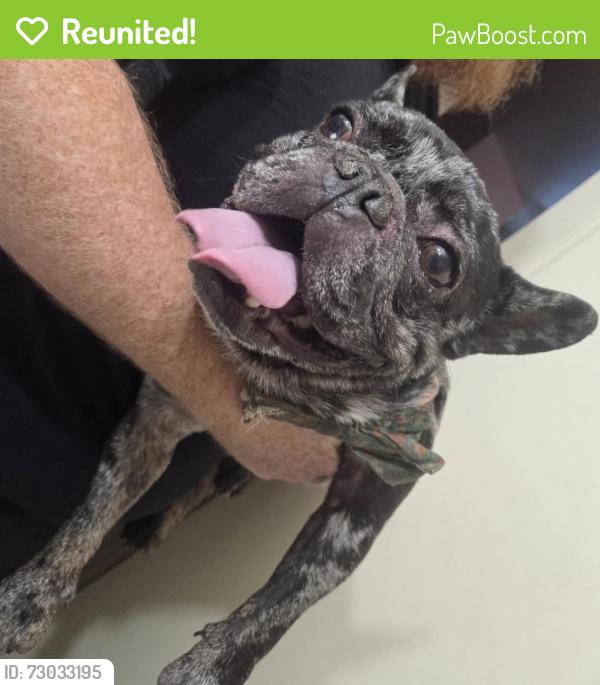Reunited Male Dog last seen Alondra and Orange Ave. On Gundry ave., Paramount, CA 90221