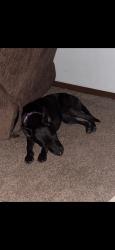 Lost Female Dog last seen Augusta, Muskogee, OK 74403