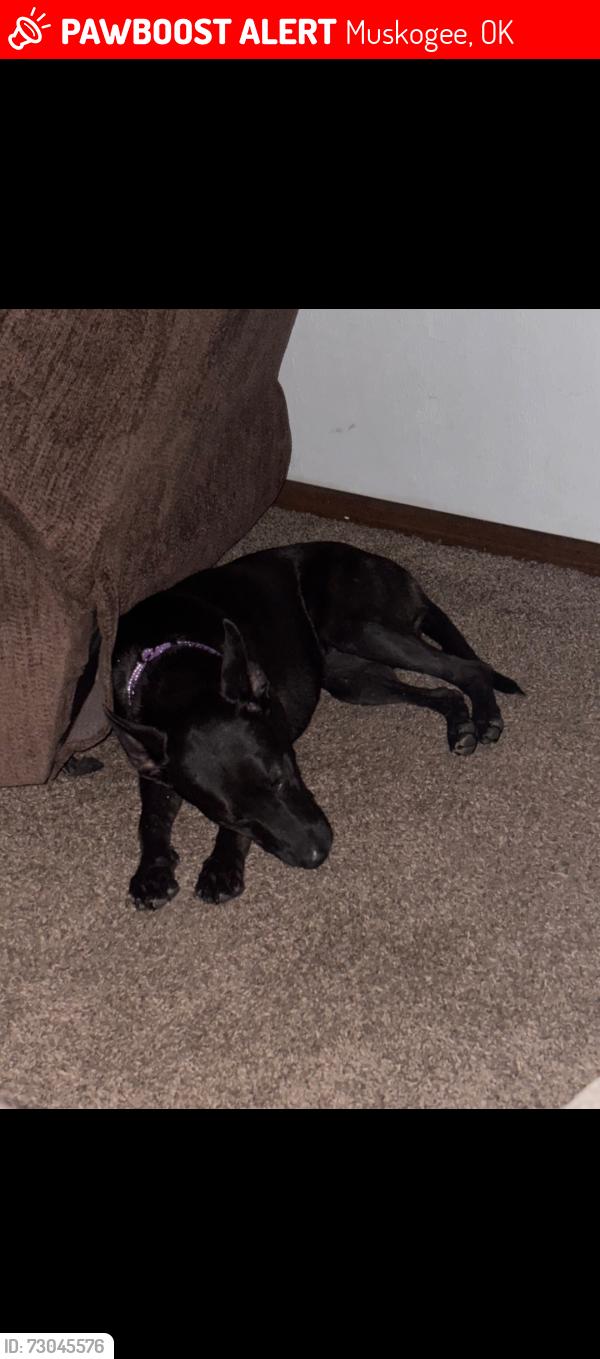 Lost Female Dog last seen Augusta, Muskogee, OK 74403