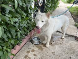 Found/Stray Unknown Dog last seen 700-800 Alametos, San Antonio, TX 78212