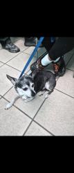 Reunited Male Dog last seen Sunrise blvd and Ponce De leon, Fort Pierce, FL 34982