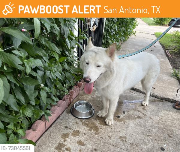Found/Stray Unknown Dog last seen 700-800 Alametos, San Antonio, TX 78212