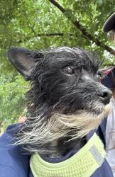 Found/Stray Female Dog last seen Near S Juniper Street , Philadelphia, PA 19147