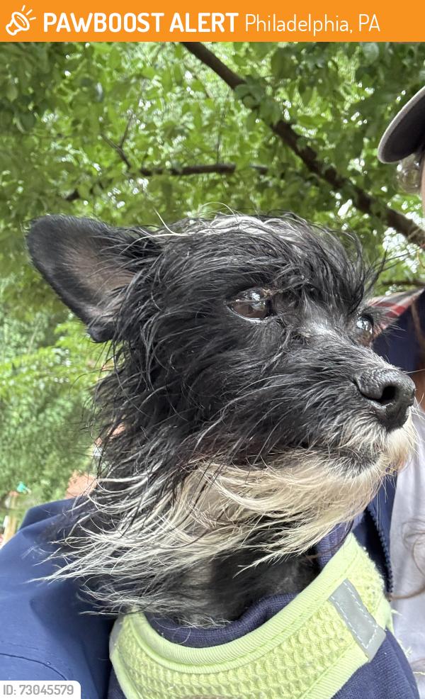 Found/Stray Female Dog last seen Near S Juniper Street , Philadelphia, PA 19147