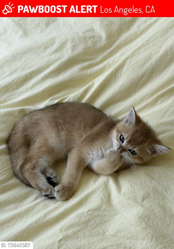Lost Male Cat last seen Kelton and missouri, Los Angeles, CA 90025