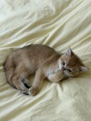 Lost Male Cat last seen Kelton and missouri, Los Angeles, CA 90025