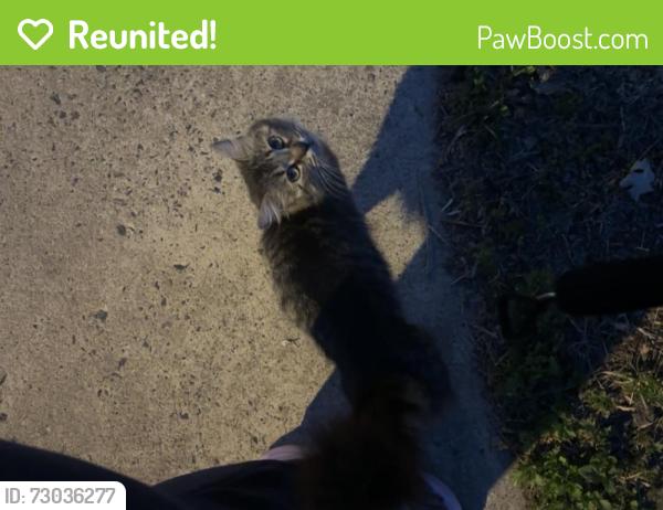 Reunited Unknown Cat last seen High St and Baynton, Philadelphia, PA 19144