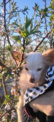 Lost Male Dog last seen Wagtail, Tracy, CA 95376