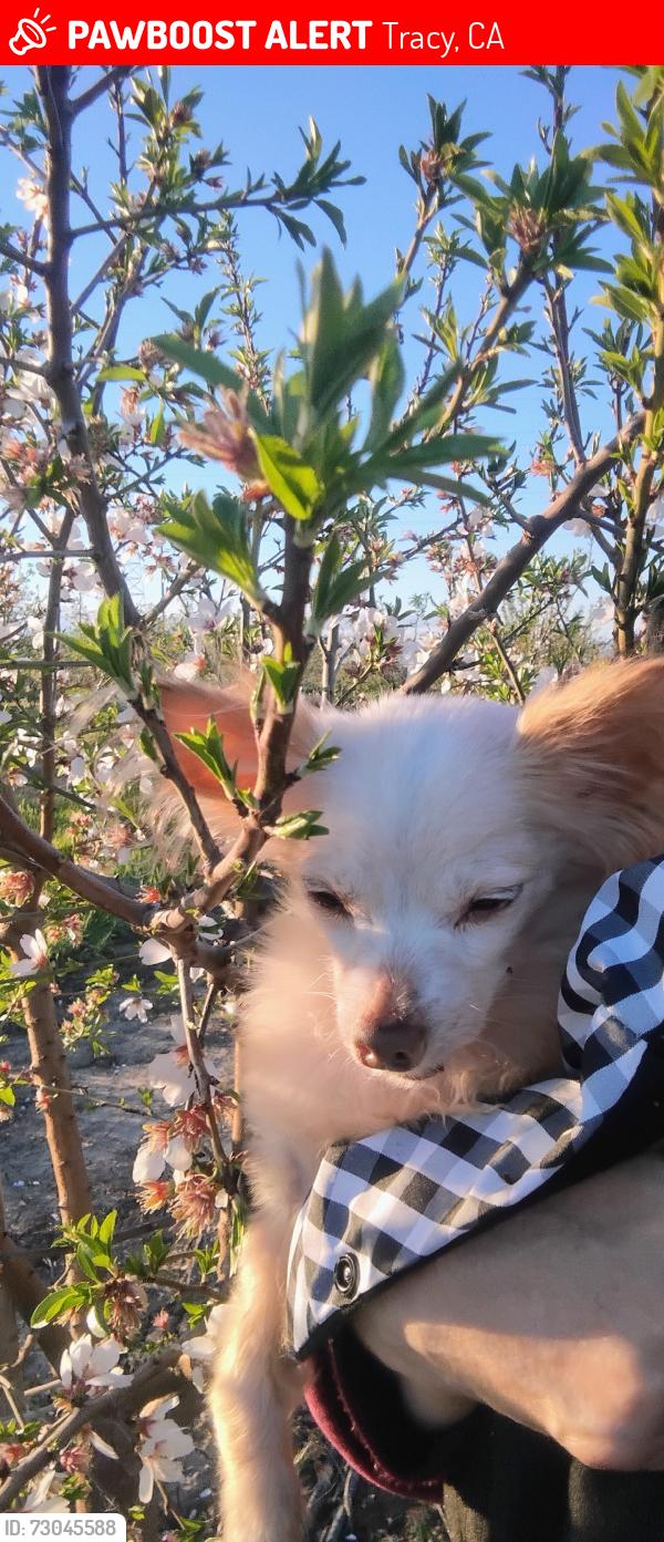 Lost Male Dog last seen Wagtail, Tracy, CA 95376
