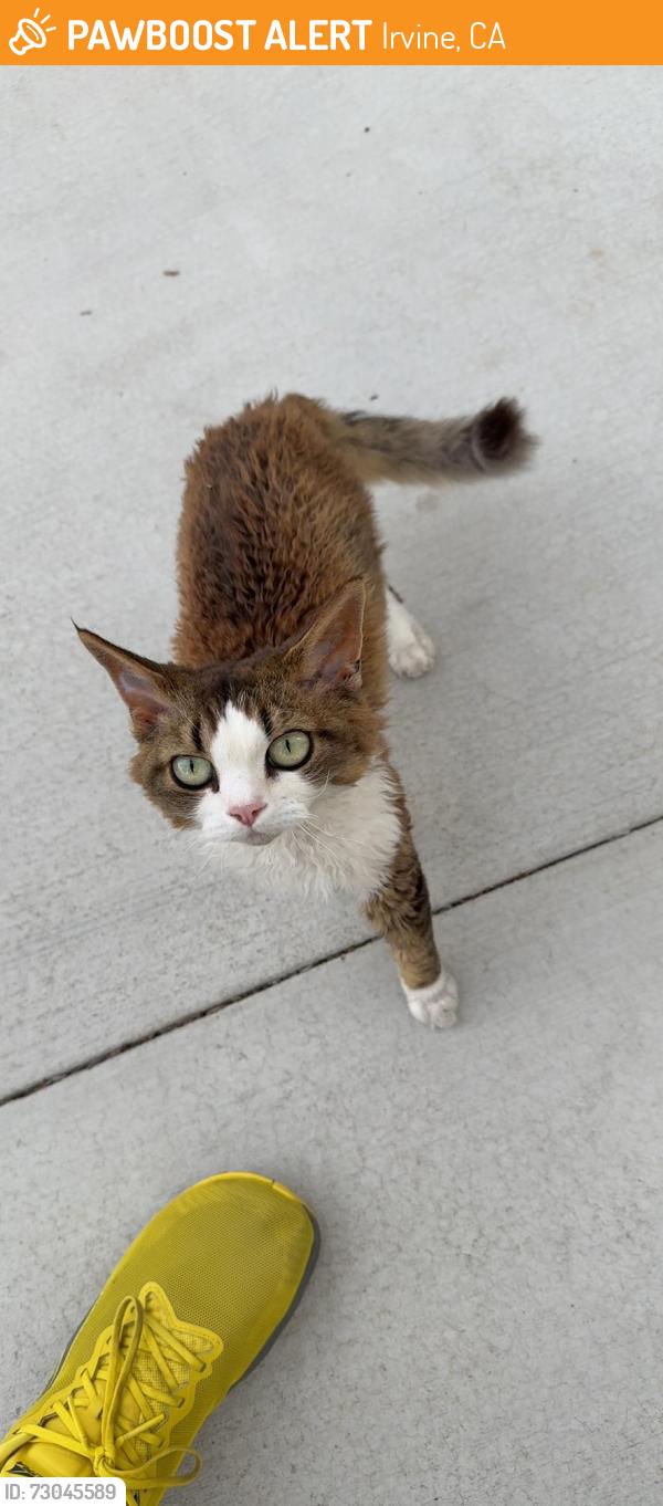 Found/Stray Unknown Cat last seen Lynx and flycatcher , Irvine, CA 92618