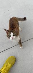 Found/Stray Unknown Cat last seen Lynx and flycatcher , Irvine, CA 92618