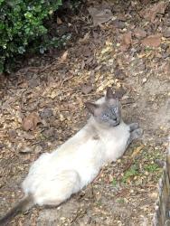 Found/Stray Unknown Cat last seen Sweetsprings Rd subdivision, Madisonville, TN 37354