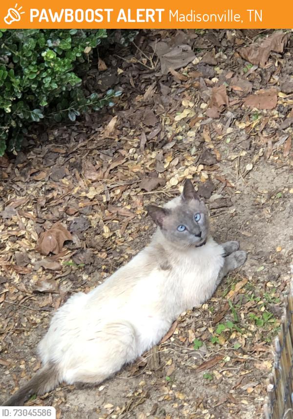 Found/Stray Unknown Cat last seen Sweetsprings Rd subdivision, Madisonville, TN 37354