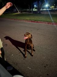 Found/Stray Female Dog last seen We put her in the dog park so she won’t get hit by a car, San Bernardino, CA 92404