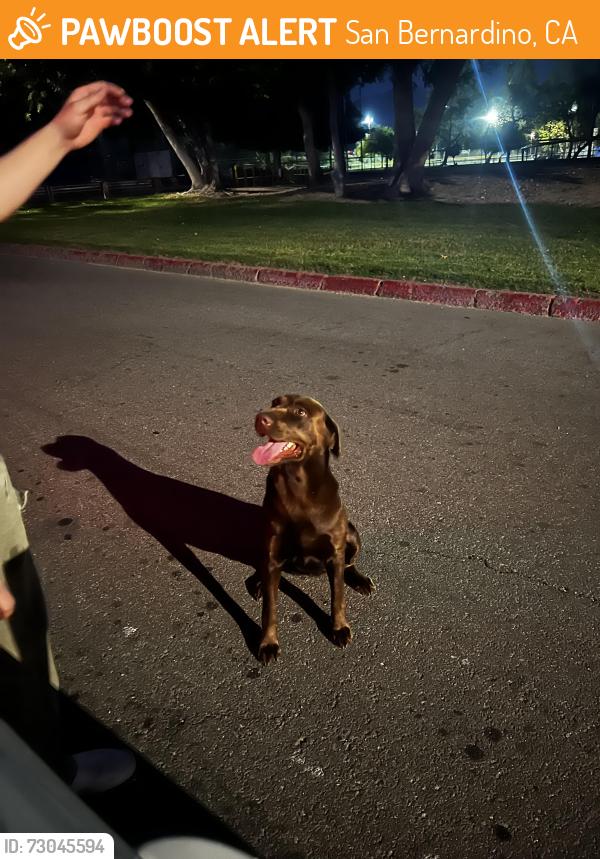 Found/Stray Female Dog last seen We put her in the dog park so she won’t get hit by a car, San Bernardino, CA 92404