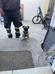 Found/Stray Male Dog last seen e 5th street, Oxnard, CA 93033
