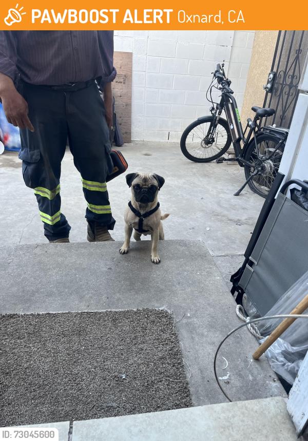 Found/Stray Male Dog last seen e 5th street, Oxnard, CA 93033