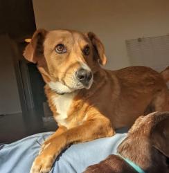 Lost Male Dog last seen Fitzhugh St / Tenison Ln, McKinney, TX 75069