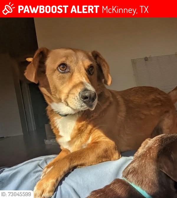 Lost Male Dog last seen Fitzhugh St / Tenison Ln, McKinney, TX 75069