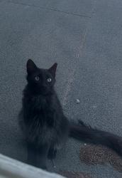 Lost Unknown Cat last seen 1st Ave and Lowell Blvd, Denver, CO 80219