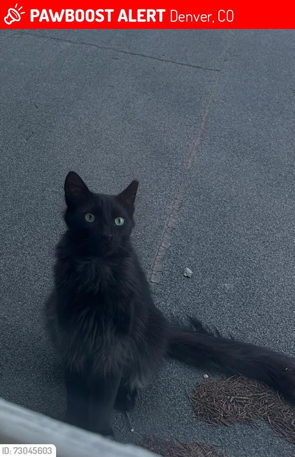Lost Unknown Cat last seen 1st Ave and Lowell Blvd, Denver, CO 80219