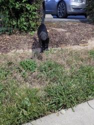 Found/Stray Female Cat last seen Valencia and Big Springs Rd, Riverside, CA 92507