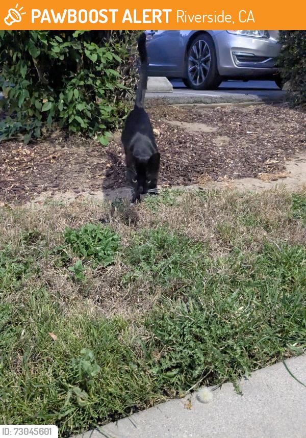 Found/Stray Female Cat last seen Valencia and Big Springs Rd, Riverside, CA 92507