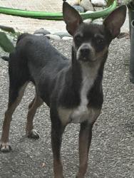 Found/Stray Male Dog last seen Lake Nimbus and swallow way off Hazel, Fair Oaks, CA 95628