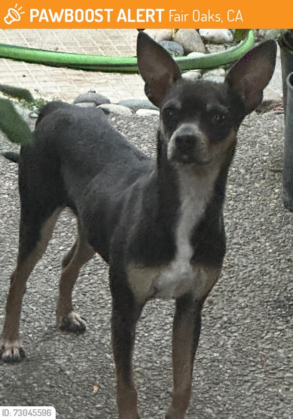 Found/Stray Male Dog last seen Lake Nimbus and swallow way off Hazel, Fair Oaks, CA 95628