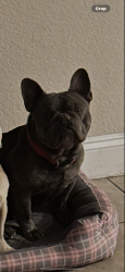 Lost Male Dog last seen Boulder & Sunset, Henderson, NV 89015