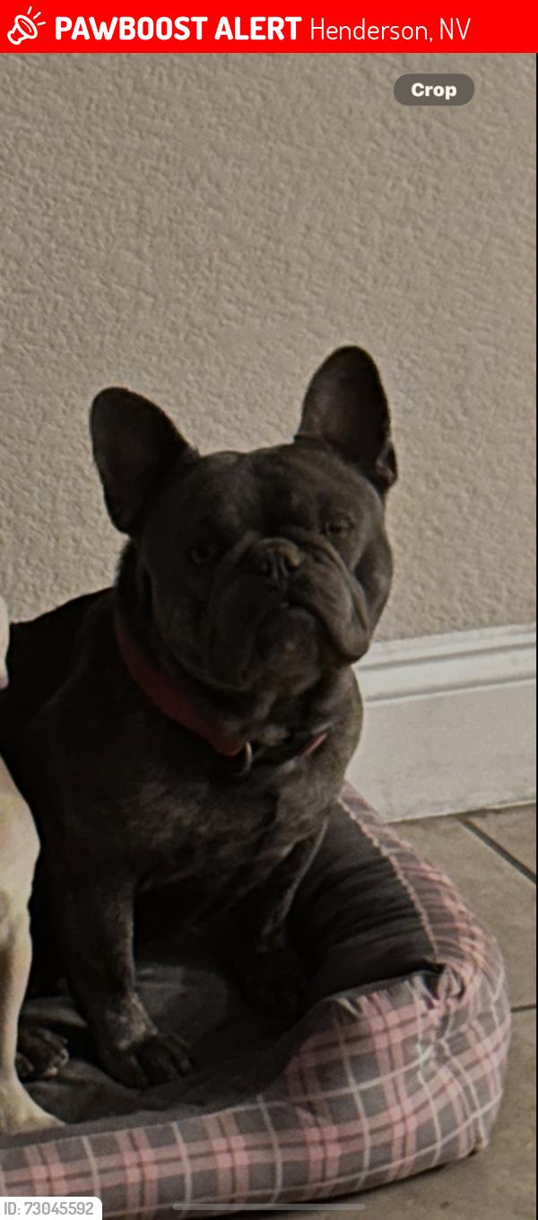 Lost Male Dog last seen Boulder & Sunset, Henderson, NV 89015