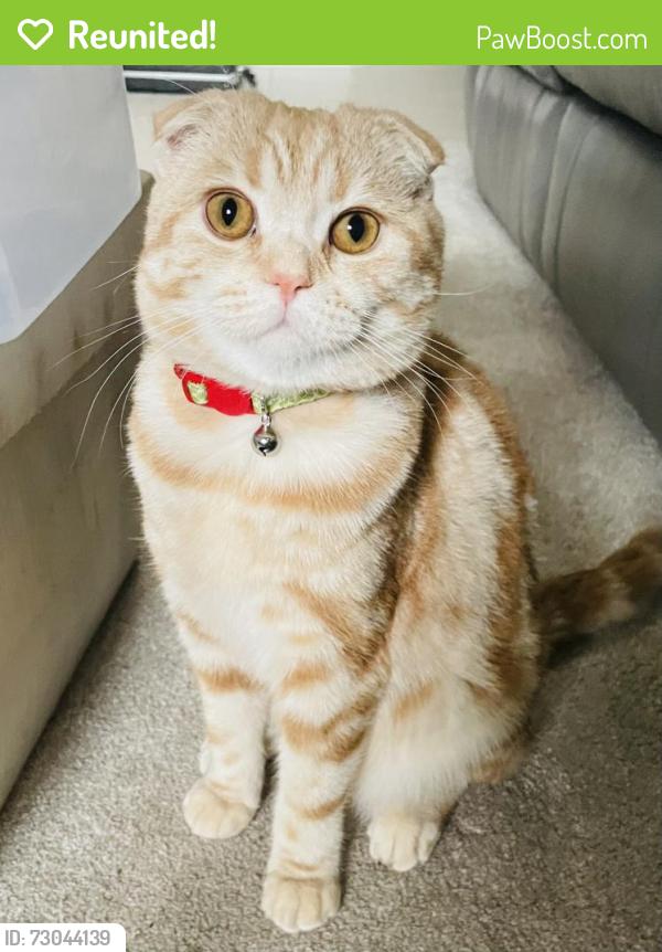 Reunited Male Cat last seen Ninth and Doug Leavens, Mississauga, ON L5N 7J3