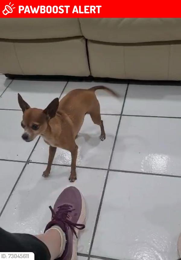 Lost Male Dog last seen Near SW 122 Ave, South Miami Heights, FL 33177