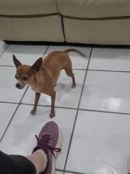 Lost Male Dog last seen Near SW 122 Ave, South Miami Heights, FL 33177