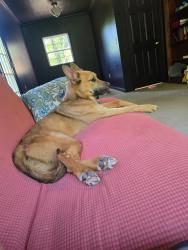 Reunited Female Dog last seen Blackjack rd, Flowery Branch, GA 30542