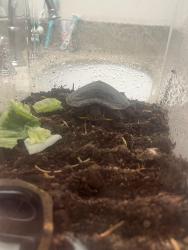 Found/Stray Unknown Reptile last seen South Heathdale Ave., Covina, CA 91723
