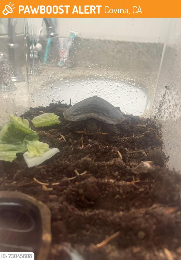 Found/Stray Unknown Reptile last seen South Heathdale Ave., Covina, CA 91723