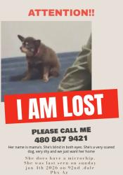 Lost Female Dog last seen Near n 92nd dale, Phoenix, AZ 85037