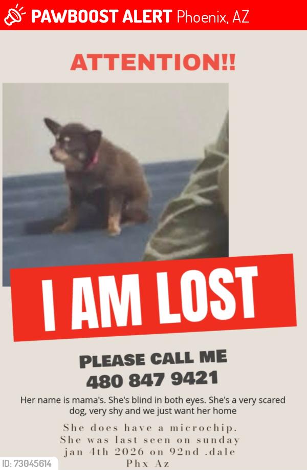 Lost Female Dog last seen Near n 92nd dale, Phoenix, AZ 85037