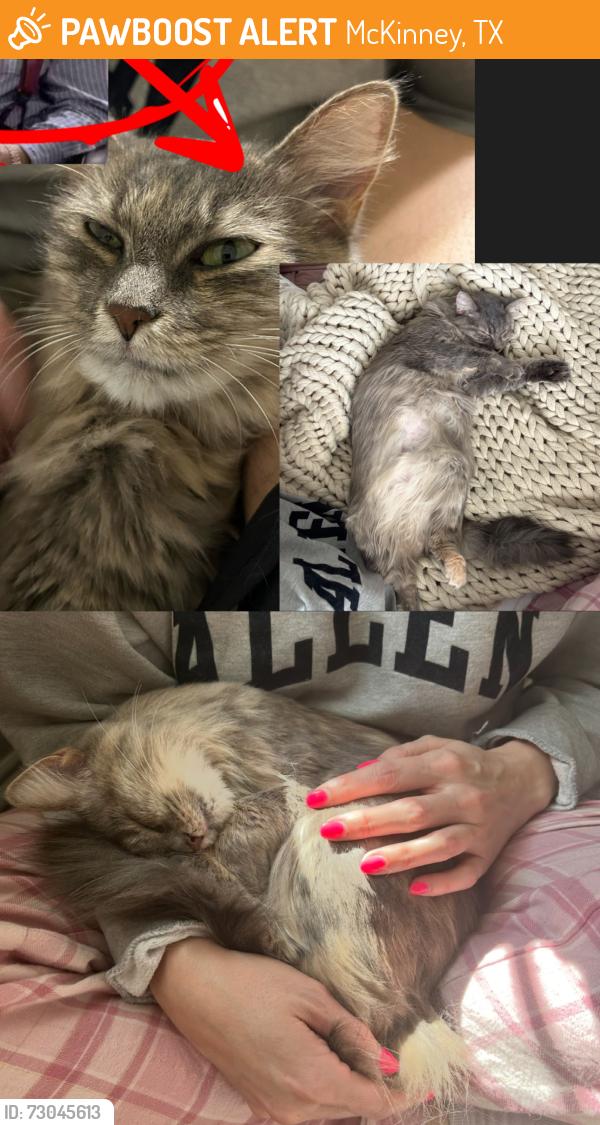Found/Stray Male Cat last seen Collin county animal shelter, McKinney, TX 75071
