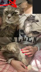 Found/Stray Male Cat last seen Collin county animal shelter, McKinney, TX 75071