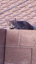 Found/Stray Unknown Cat last seen By Basic HS, Henderson, NV 89015