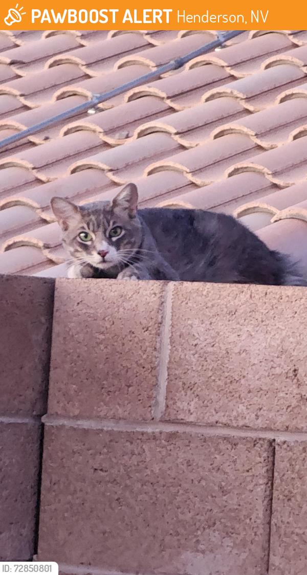 Found/Stray Unknown Cat last seen By Basic HS, Henderson, NV 89015