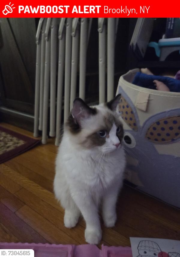 Lost Female Cat last seen Near 19th Ave, Brooklyn, NY 11214