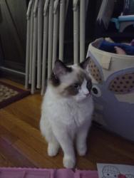 Lost Female Cat last seen Near 19th Ave, Brooklyn, NY 11214