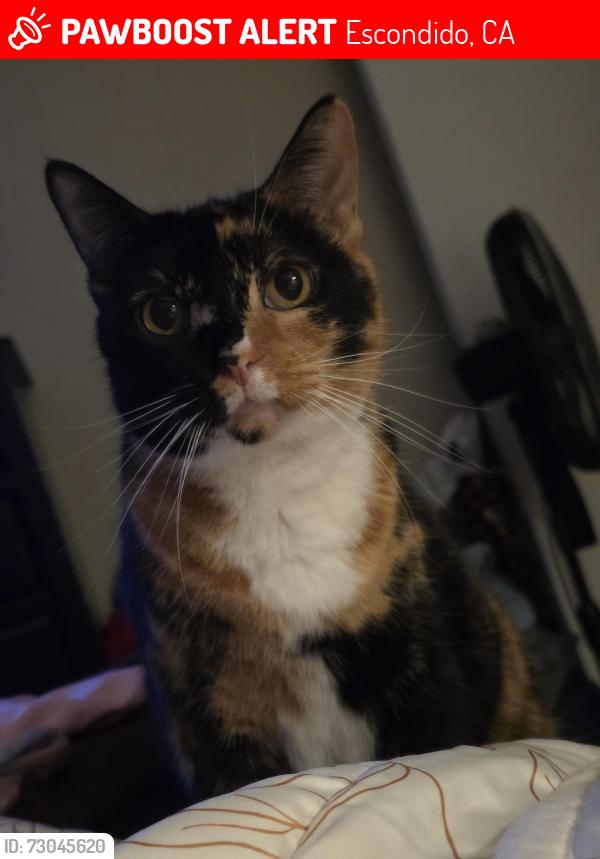 Lost Female Cat last seen Wanek, Escondido, CA 92027